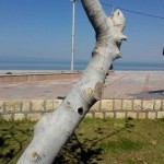 طرح پلاک کوبی و شناسنامه دار کردن درختان بندر بوشهر