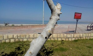 طرح پلاک کوبی و شناسنامه دار کردن درختان بندر بوشهر